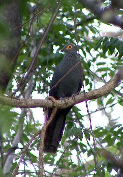 Black cuckoo-dove wwwhbwcomsitesdefaultfilesstylesibc1kpubl