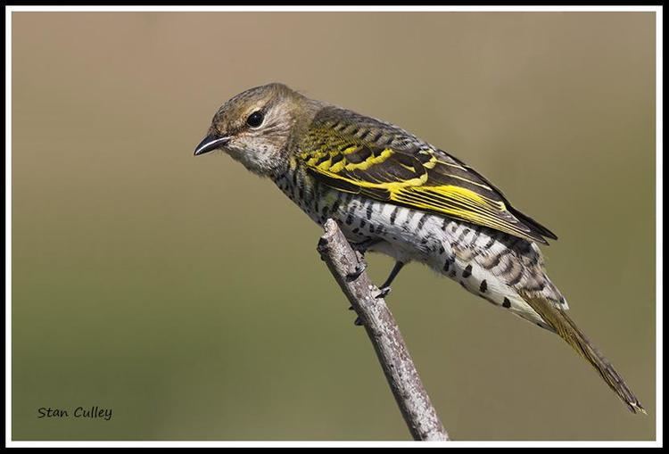 Black cuckooshrike Black Cuckooshrike Campephaga flava videos photos and sound