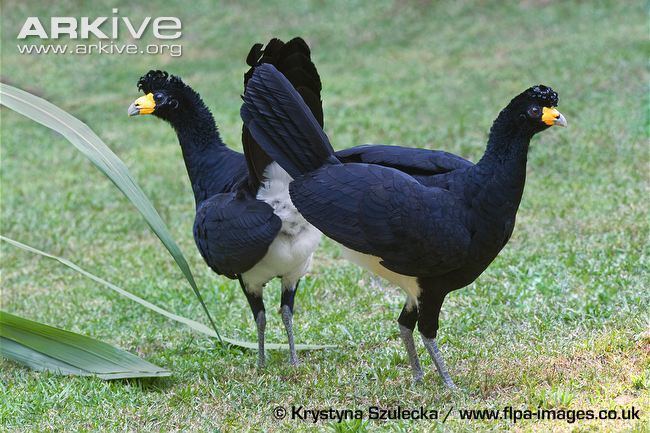 Black curassow Black curassow videos photos and facts Crax alector ARKive