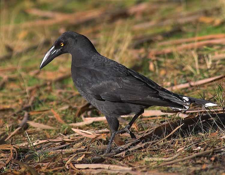 Black currawong Birds in Tasmania Black Currawong