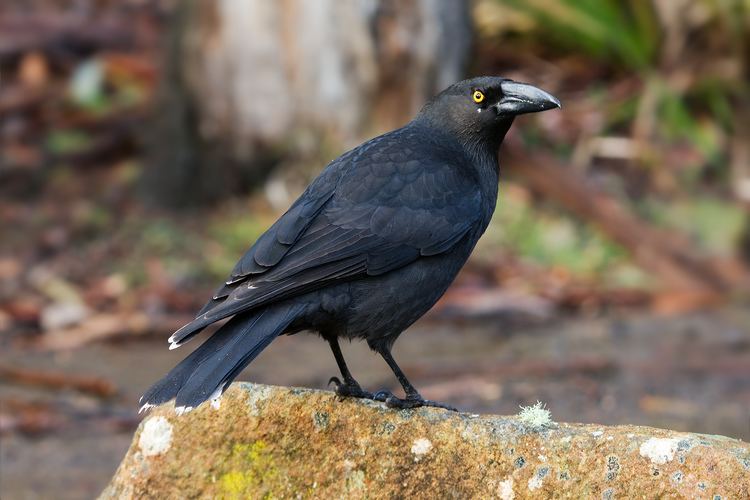 Black currawong Black currawong Wikipedia