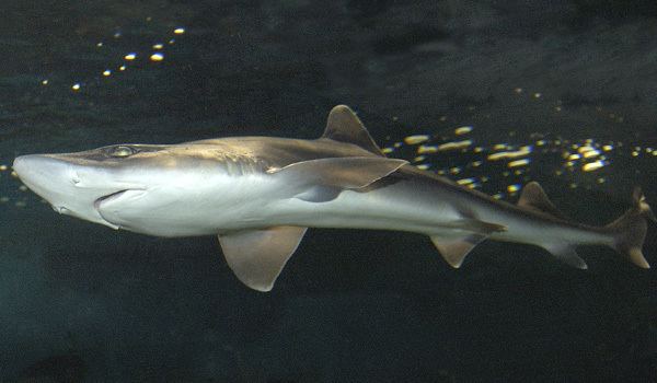 Black dogfish Wildlife of the World Black Dogfish Shark Pictures
