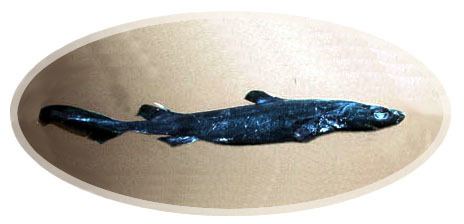 Black dogfish Black Dogfish