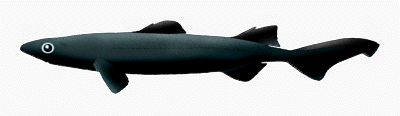 Black dogfish Black dogfish Centroscyllium fabricii