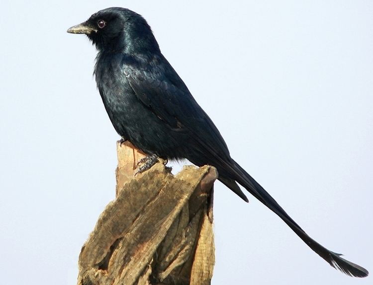 Black drongo Black Drongo Dicrurus macrocercus Corvidae Drongos Crows