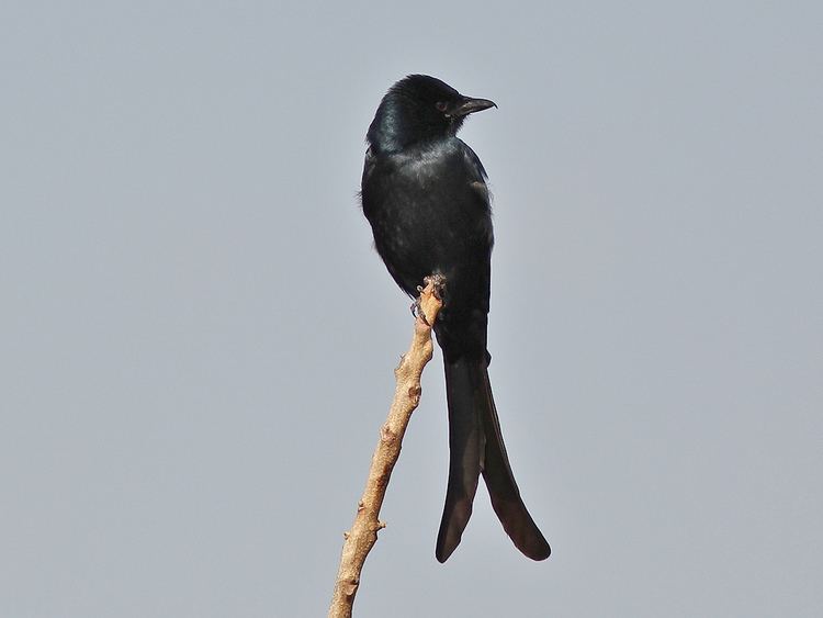 Black drongo Black Drongo The Black Drongo is a wholly black bird with Flickr