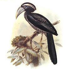 Black dwarf hornbill httpsuploadwikimediaorgwikipediacommonsthu