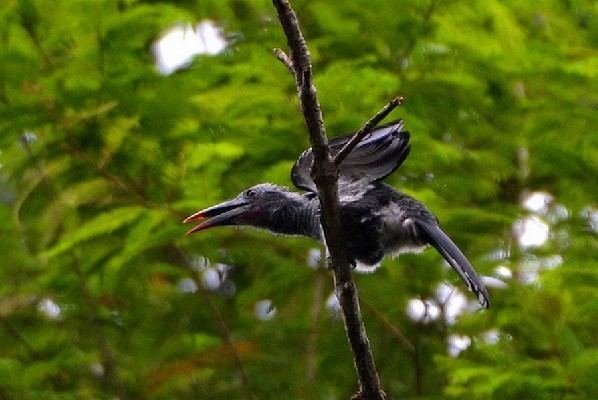 Black dwarf hornbill African Bird Club