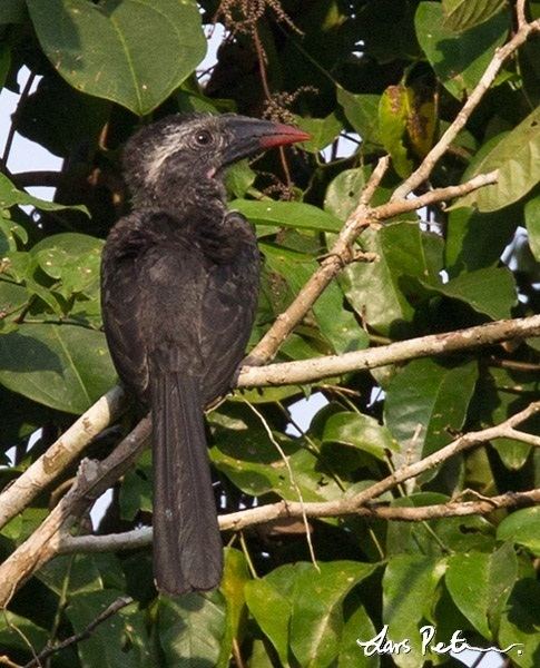 Black dwarf hornbill Black Dwarf Hornbill Ghana Bird images from foreign trips My