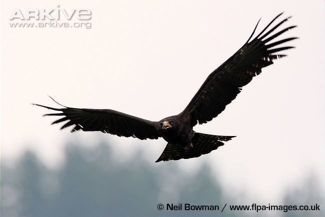 Black eagle Black eagle videos photos and facts Ictinaetus malayensis ARKive