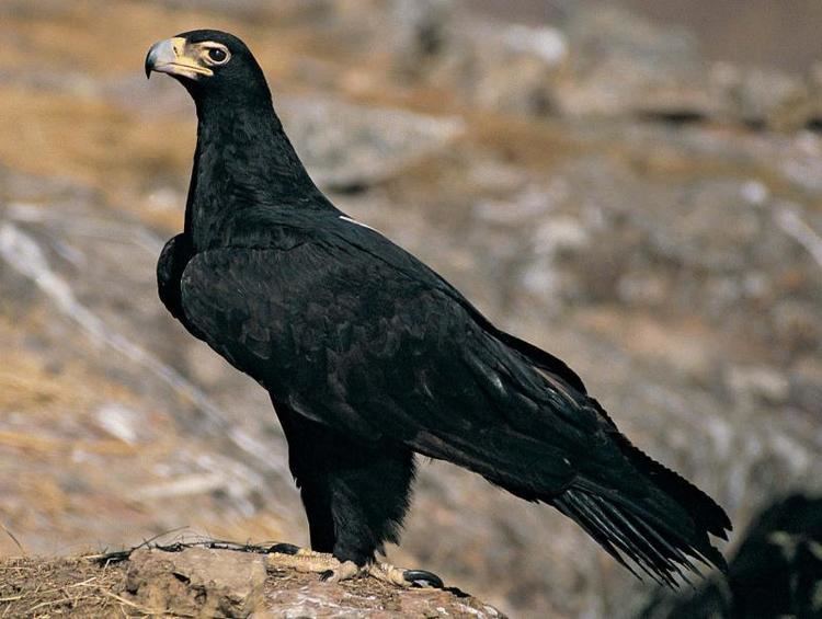 Black eagle Endangered Wildlife Trust BOP
