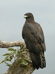 Black eagle httpsuploadwikimediaorgwikipediacommonsthu