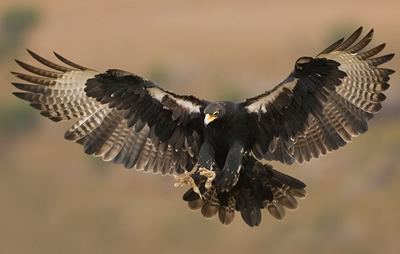 Black eagle Verreaux39s Black Eagle