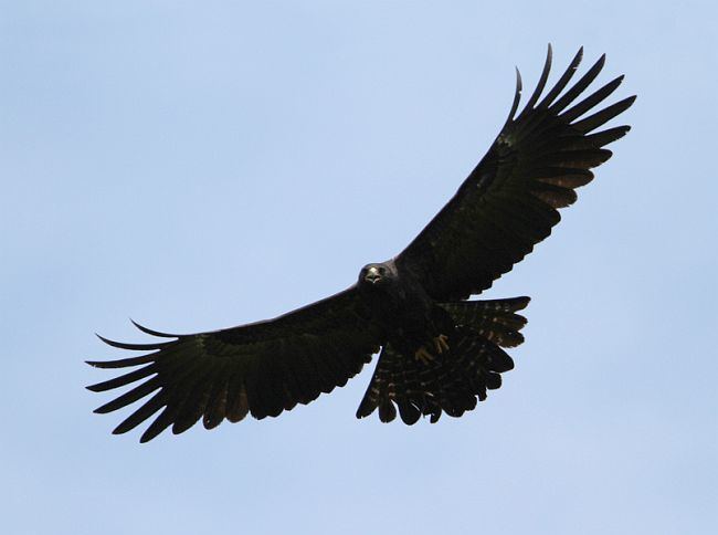 Black eagle Oriental Bird Club Image Database Black Eagle Ictinaetus malaiensis