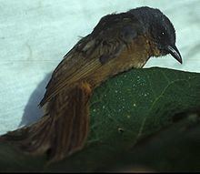 Black-eared hemispingus httpsuploadwikimediaorgwikipediacommonsthu