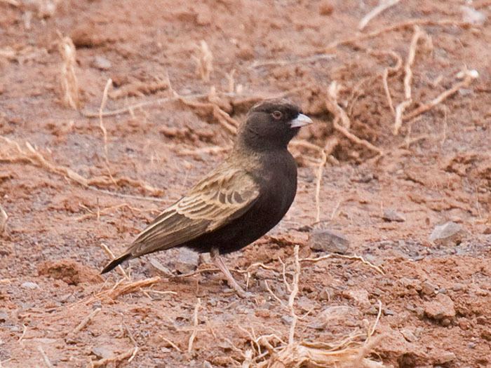 Black-eared sparrow-lark Niall39s nature pages