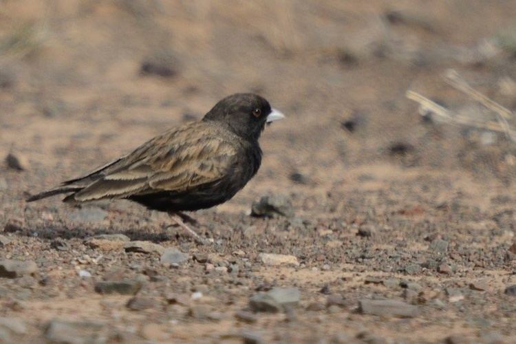 Black-eared sparrow-lark Blackeared Sparrowlark