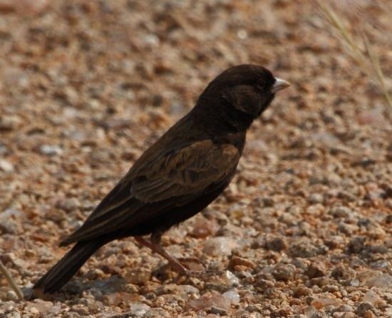Black-eared sparrow-lark Blackeared SparrowLark BirdForum Opus