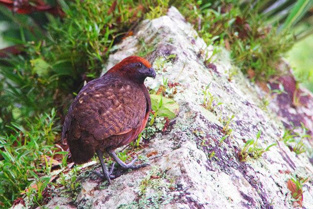 Black-eared wood quail Black Eared Wood Quail Birds of Panama large bird photo gallery