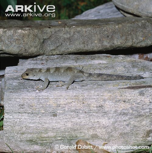 Black-eyed gecko cdn2arkiveorgmediaE3E3013576F2524977835C7