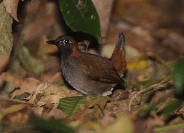 Black-faced antthrush Blackfaced Antthrush Formicarius analis videos photos and sound