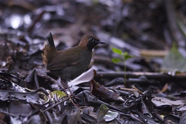 Black-faced antthrush Blackfaced Antthrush Formicarius analis videos photos and sound