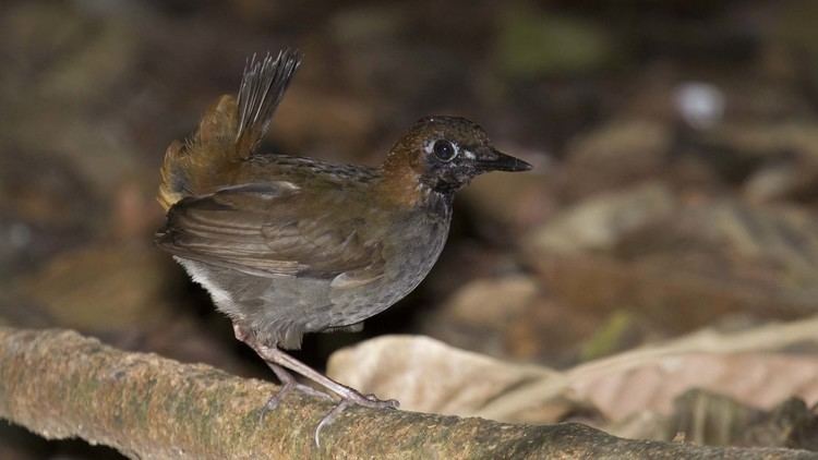 Black-faced antthrush Welcome Wildinsights