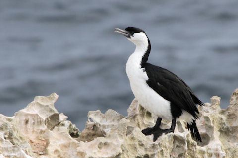 Black-faced cormorant Blackfaced Cormorant Bushpea 1018