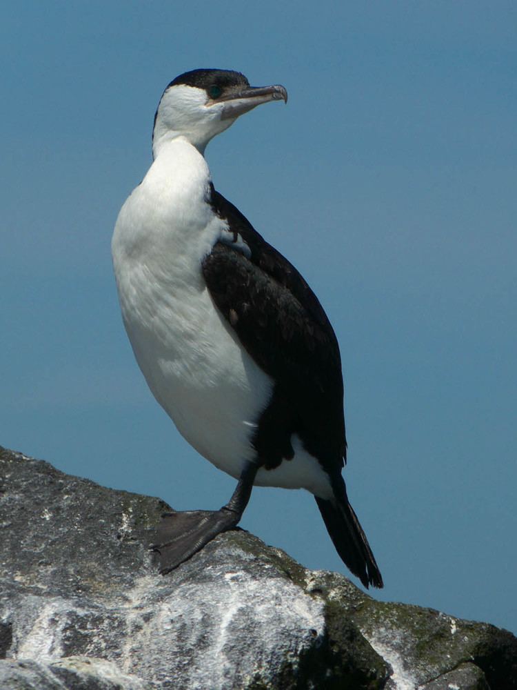 Black-faced cormorant Blackfaced Cormorant Barwon Bluff