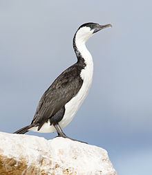 Black-faced cormorant httpsuploadwikimediaorgwikipediacommonsthu