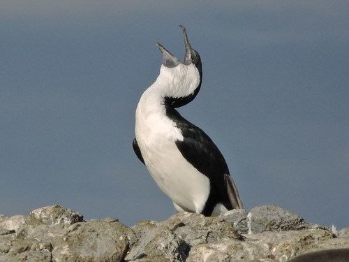 Black-faced cormorant Blackfaced Cormorant Australian Bush Birds