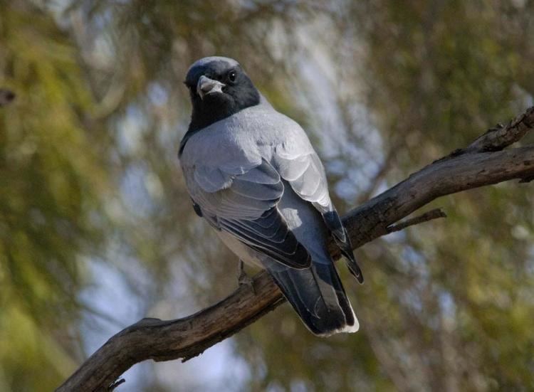 Black-faced cuckooshrike Blackfaced cuckooshrike New Zealand Birds Online