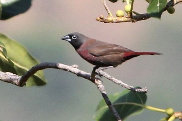 Black-faced firefinch African Bird Club