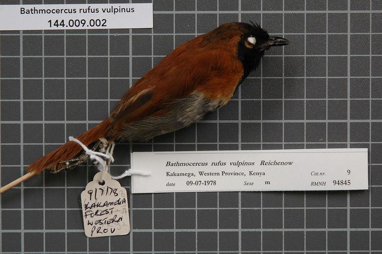 Black-faced rufous warbler