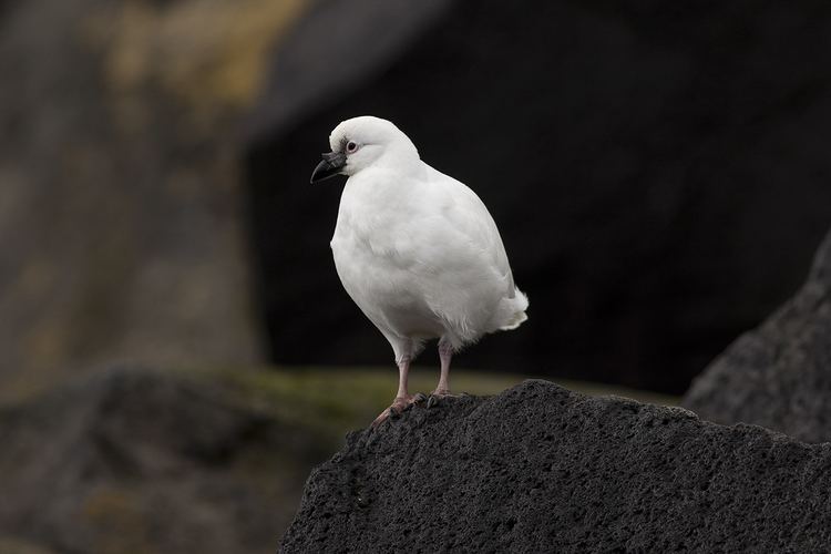 Black-faced sheathbill Blackfaced sheathbill