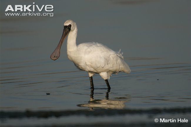 Black-faced spoonbill Blackfaced spoonbill videos photos and facts Platalea minor ARKive