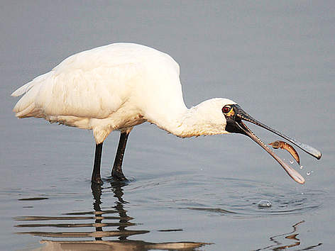 Black-faced spoonbill WWF Hong Kong Blackfaced Spoonbill