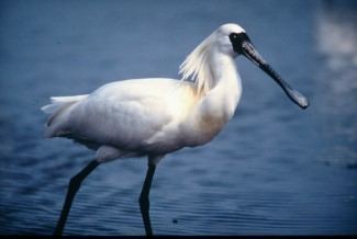 Black-faced spoonbill BlackfacedSpoonbill1jpg