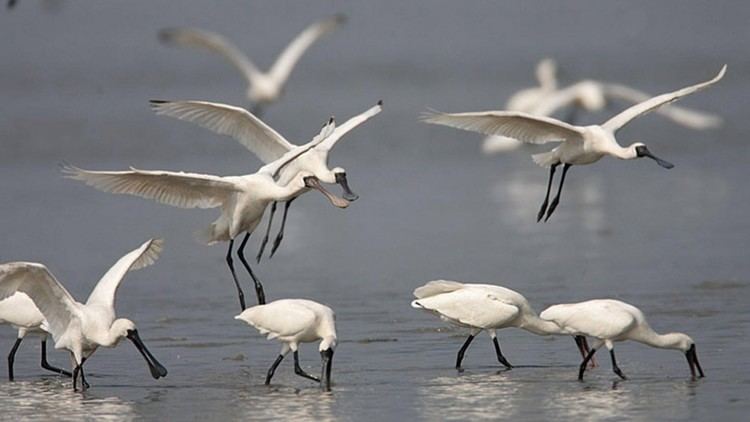 Black-faced spoonbill Return of the blackfaced spoonbill to Hong Kong South China