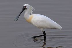 Black-faced spoonbill httpsuploadwikimediaorgwikipediacommonsthu