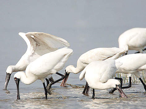 Black-faced spoonbill WWF Hong Kong Blackfaced Spoonbill