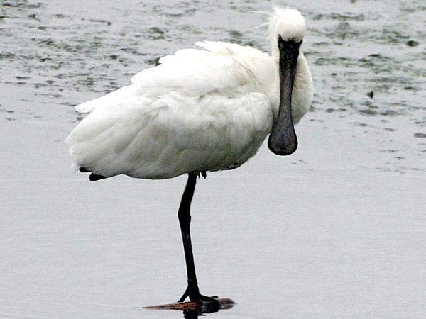 Black-faced spoonbill Blackfaced SpoonbillEndangered animals listOur endangered animals