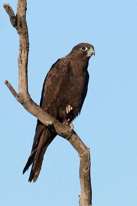 Black falcon davidkphotographycomimages20070723180934black