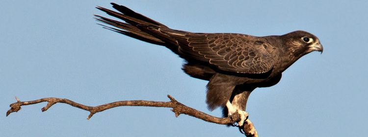 Black falcon Wingspan National Birds of Prey Centre Vagrant New Zealand Bird of