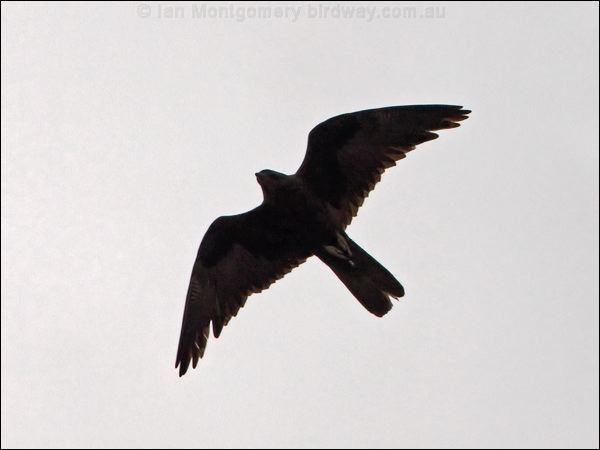 Black falcon Black Falcon photo image 1 of 4 by Ian Montgomery at birdwaycomau