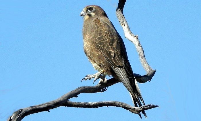 Black falcon Black Falcon Australian Bush Birds