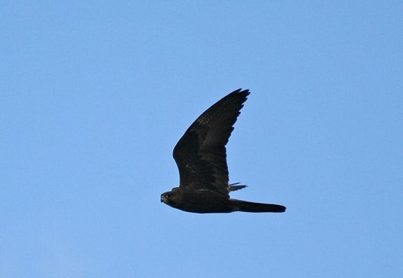 Black falcon Black Falcon BirdLife Australia