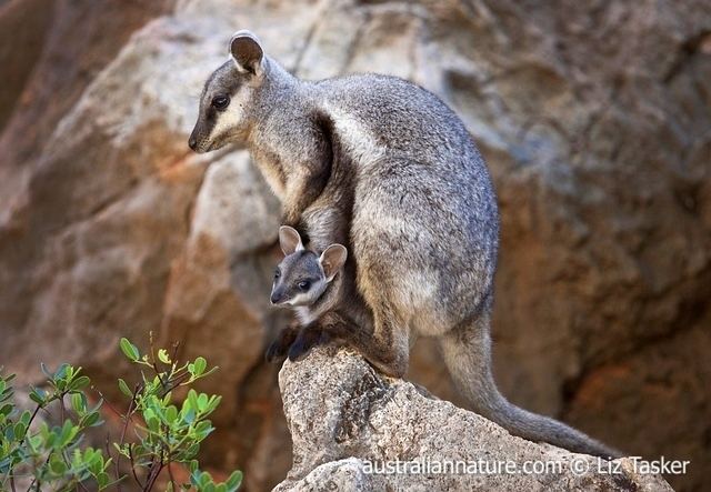 Black-flanked rock-wallaby blackfootedrockwallaby wildlife images nature photography by