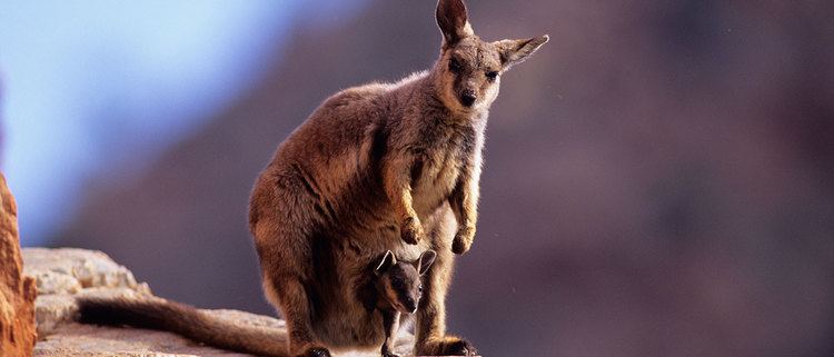 Black-flanked rock-wallaby Blackflanked rockwallaby WWF WWFAustralia