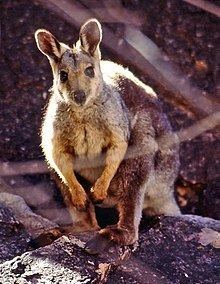 Black-flanked rock-wallaby httpsuploadwikimediaorgwikipediacommonsthu